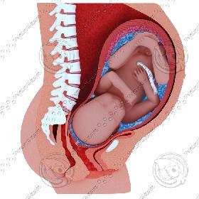 Childbirth Sequence Cross Sections Collection